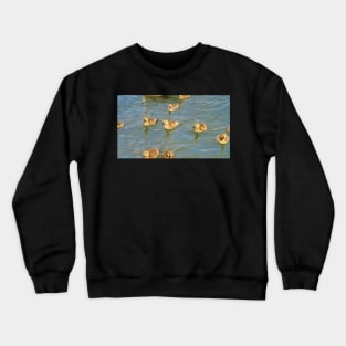 Young Canada Goose Goslings Swimming Together Crewneck Sweatshirt